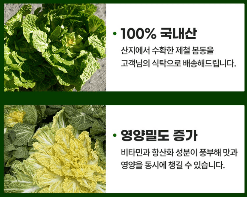 스피드번님의 장터 판매 상품 [봄동] 첨부 사진