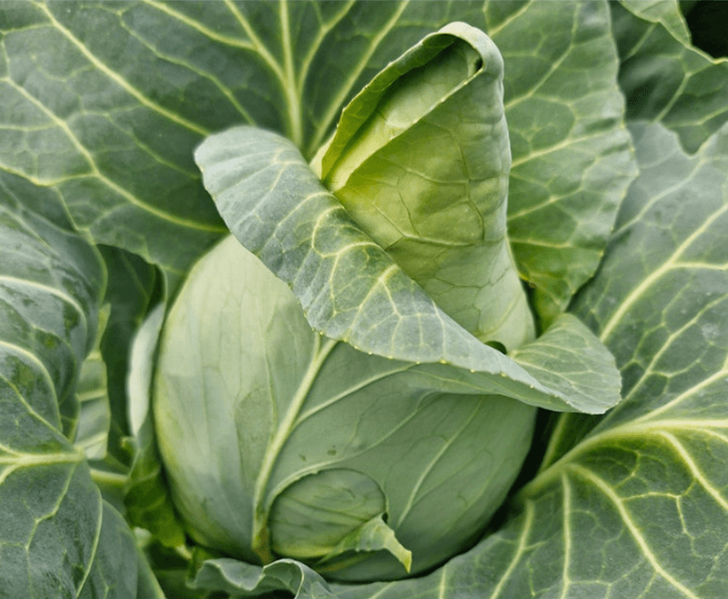 스피드번님의 장터 판매 상품 [제주도 고깔양배추 가정용] 첨부 사진