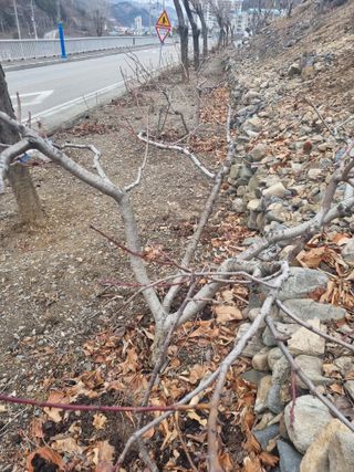 김용대님의 자유주제 · 자유게시판 작성글 사진