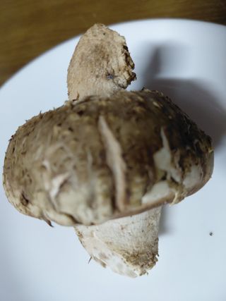 별빛농장지기님의 자유주제 · 자유게시판 작성글 사진