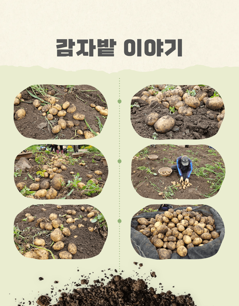 과일팩토리님의 장터 판매 상품 [산지직송 포슬포슬 햇감자 제철 수확 감자 햇감자 1kg/2kg/3kg/5kg/10kg] 첨부 사진