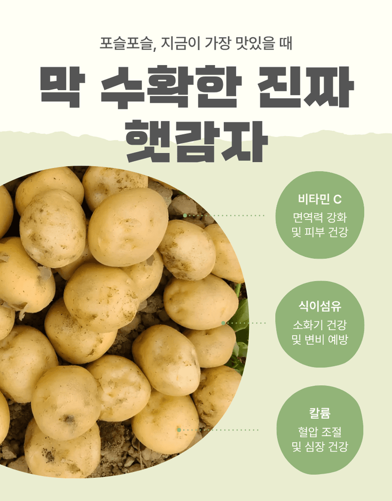 과일팩토리님의 장터 판매 상품 [산지직송 포슬포슬 햇감자 제철 수확 감자 햇감자 1kg/2kg/3kg/5kg/10kg] 첨부 사진