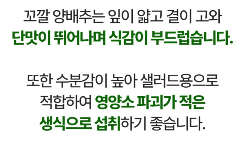 스피드번님의 장터 판매 상품 [제주도 고깔양배추 가정용] 첨부 사진