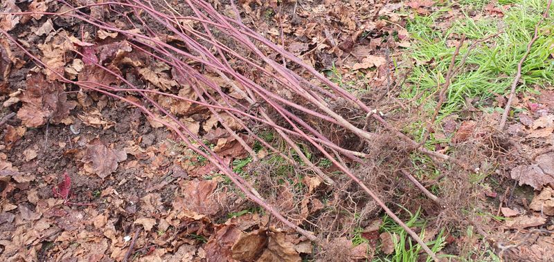 산딸기성관님의 장터 판매 상품 [왕 산딸기 묘목] 첨부 사진
