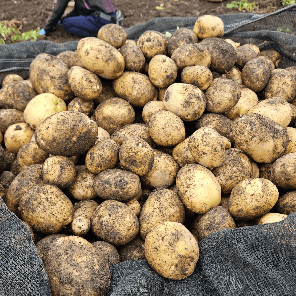 장터 상품 [산지직송 포슬포슬 햇감자 제철 수확 감자 햇감자 1kg/2kg/3kg/5kg/10kg] 썸네일