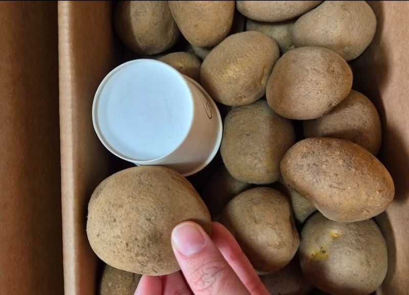 돼지파쪽파님의 장터 판매 상품 [강원도 씨감자 판매 ( 두백) 포슬포슬] 첨부 사진