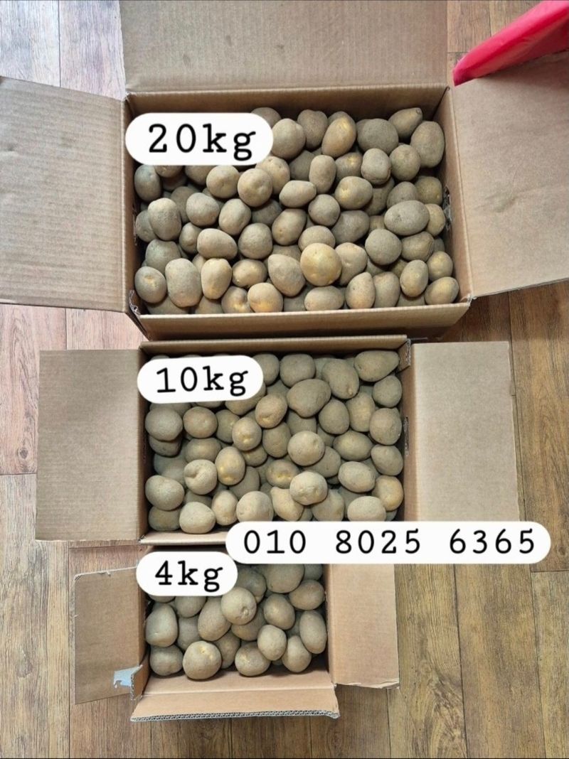 장터 상품 [강원도 씨감자 판매 ( 두백) 포슬포슬] 썸네일