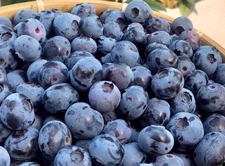 농부손녀님의 작성글 사진