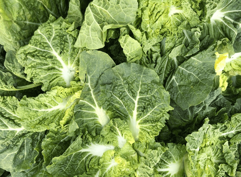 스피드번님의 장터 판매 상품 [봄동] 첨부 사진