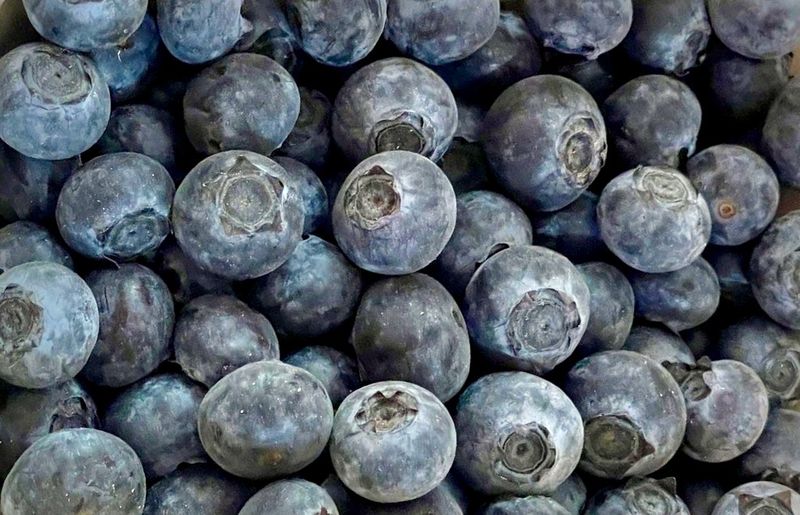 농부손녀님의 장터 판매 상품 [(+500g 듬뿍) 블루베리 생과 1kg + 500g] 첨부 사진