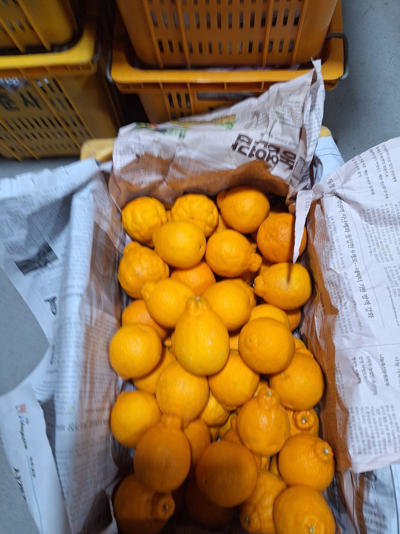 옥이네 농장님의 장터 판매 상품 [한라봉10kg] 첨부 사진