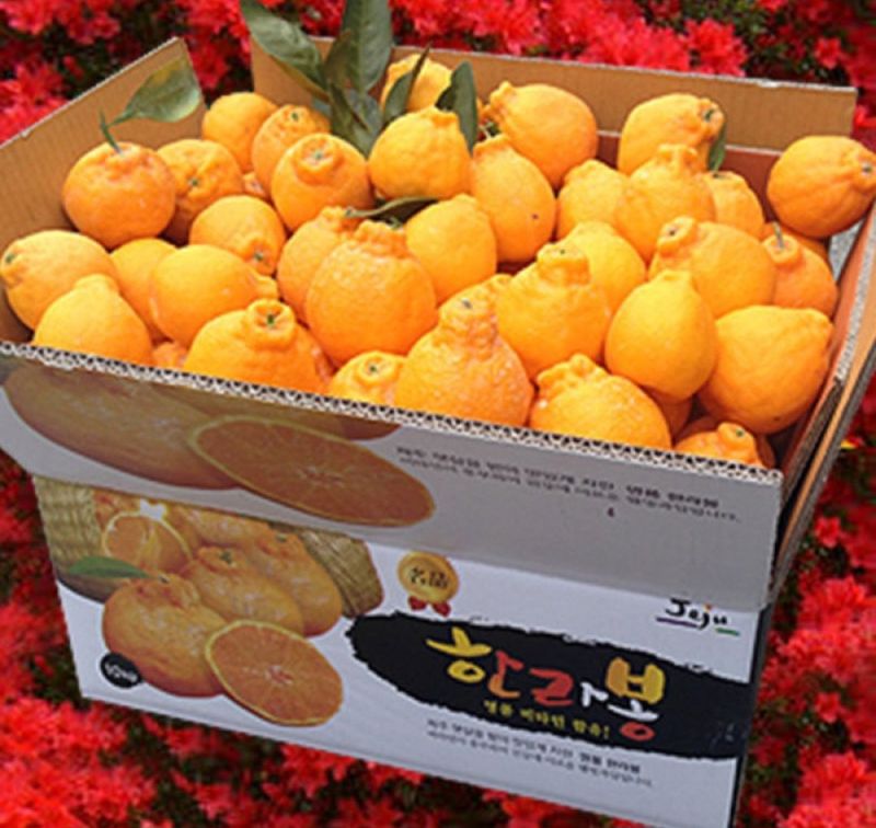 새달귤농장님의 장터 판매 상품 [(한정판매)중.소 노지한라봉9키로+키링증정] 첨부 사진