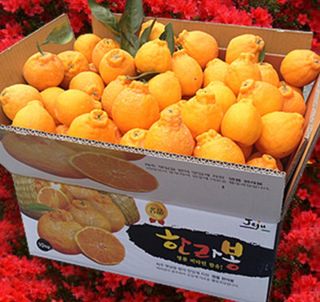 새달귤농장님의 작성글 사진