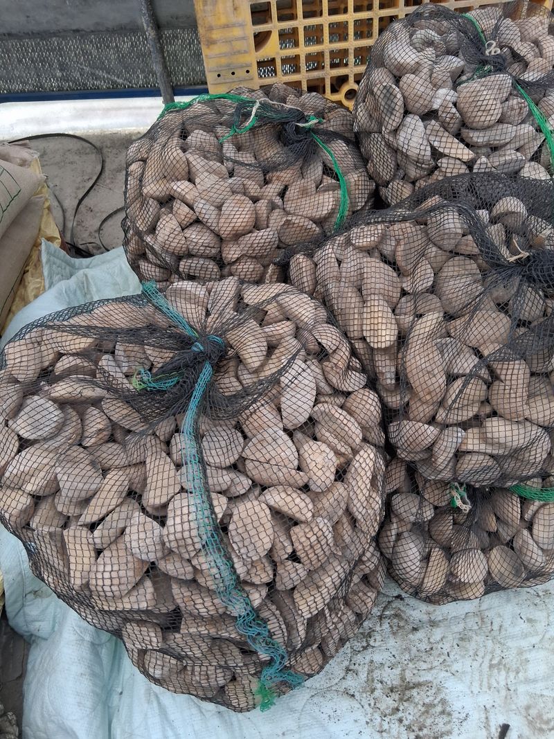 장터 상품 [봄감자 5kg 소독 무료배송] 썸네일