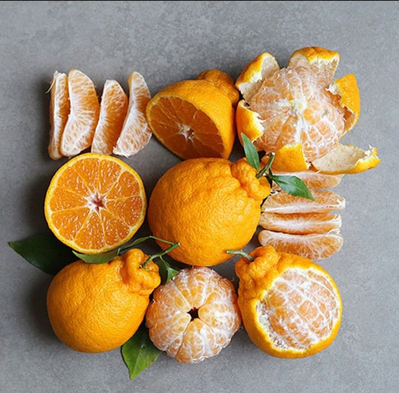 새달귤농장님의 장터 판매 상품 [(한정판매)중.소 노지한라봉9키로+키링증정] 첨부 사진