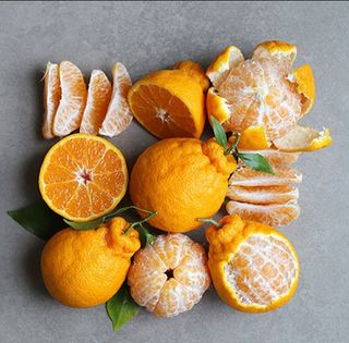 새달귤농장님의 작성글 사진