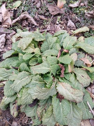 무료지식나눔 팜닥터님의 자유주제 · 자유게시판 작성글 사진