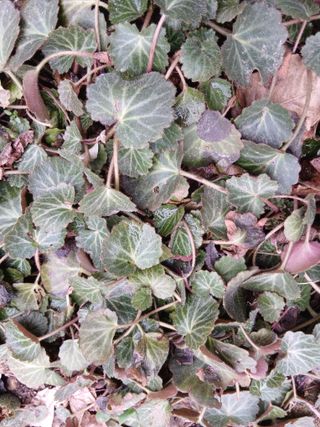 무료지식나눔 팜닥터님의 자유주제 · 자유게시판 작성글 사진