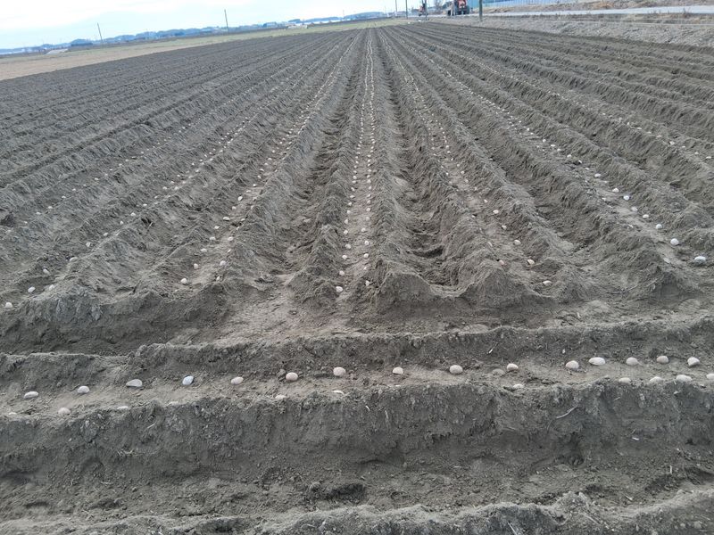 김복철님의 장터 판매 상품 [감자 종자 10kg무료배송] 첨부 사진