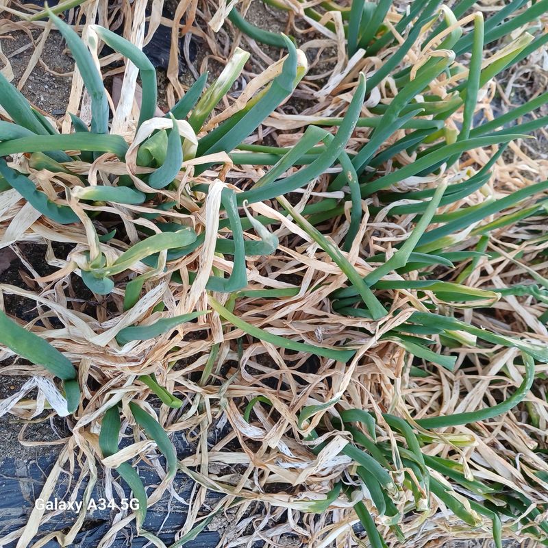 삼성농산님의 장터 판매 상품 [요술대파.순천동파 판매] 첨부 사진