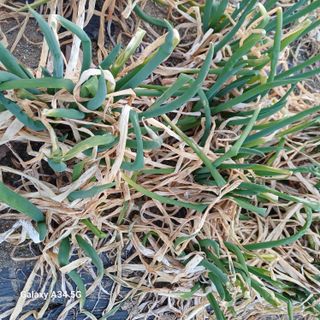 삼성농산님의 작성글 사진