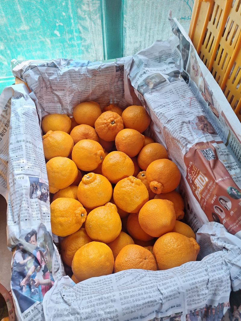 장터 상품 [한라봉10kg] 썸네일