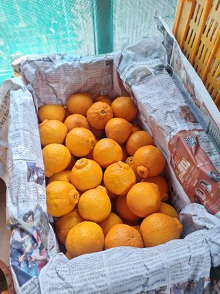 옥이네 농장님의 작성글 사진