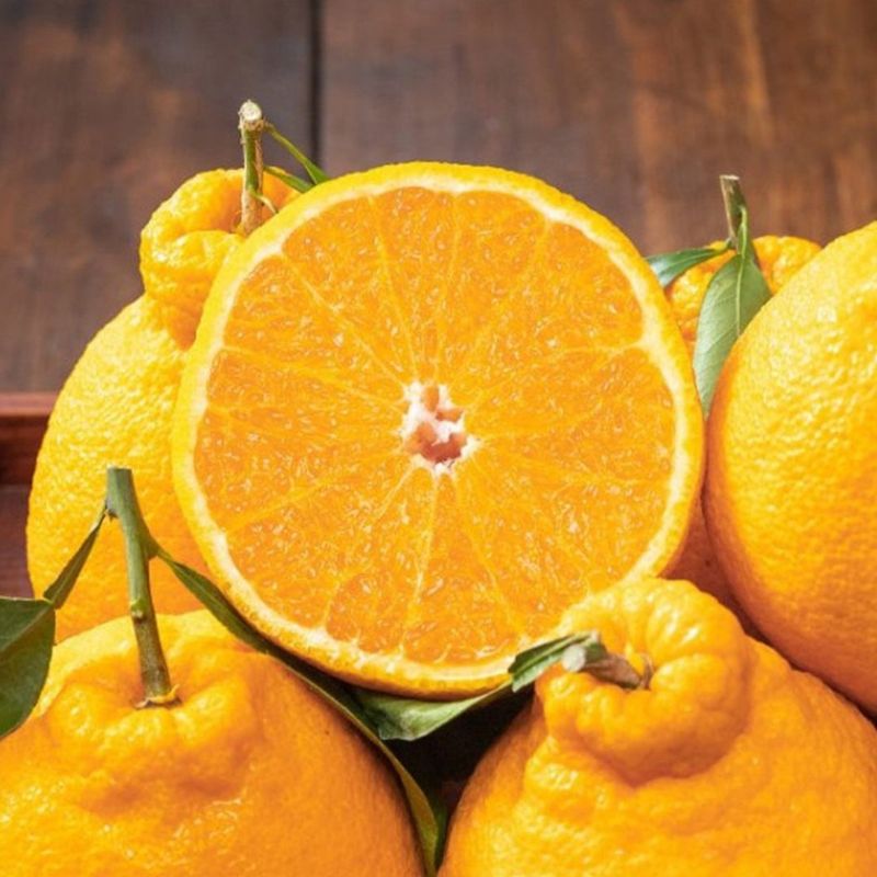 새달귤농장님의 장터 판매 상품 [(한정판매)중.소 노지한라봉9키로+키링증정] 첨부 사진