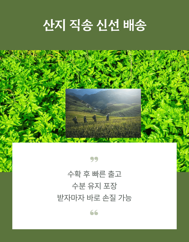 과일팩토리님의 장터 판매 상품 [산지직송 향긋 아삭 생미나리 청도미나리 200g/500g/1kg/2kg/4kg] 첨부 사진