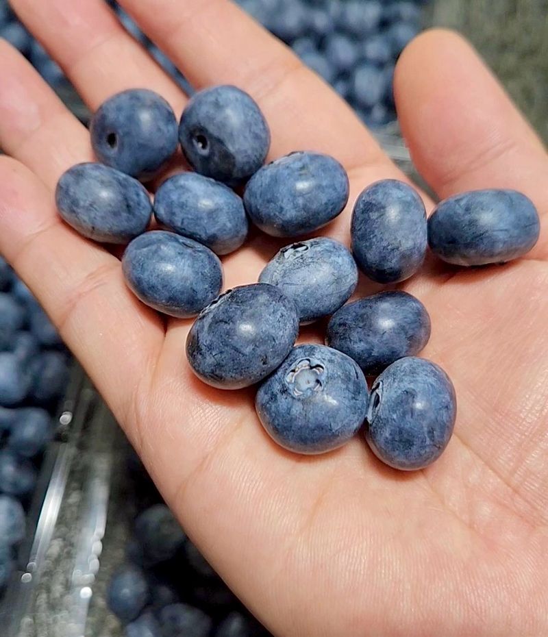 장터 상품 [(+500g 듬뿍) 블루베리 생과 1kg + 500g] 썸네일