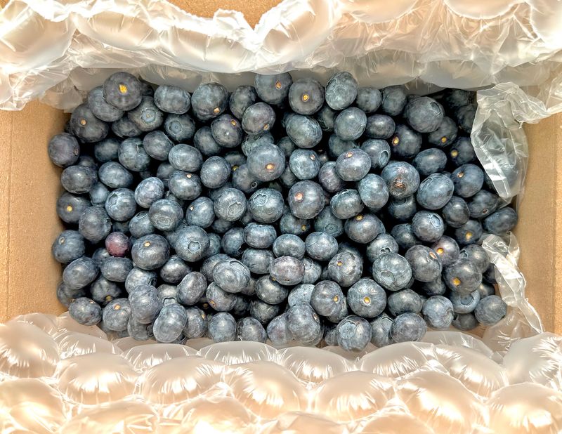 농부손녀님의 장터 판매 상품 [(+500g 듬뿍) 블루베리 생과 1kg + 500g] 첨부 사진