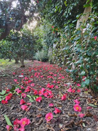 산방자연농원님의 귤 · 영농일지 작성글 사진