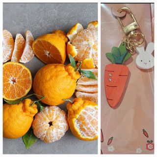 새달귤농장님의 작성글 사진