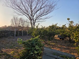 산방자연농원님의 귤 · 영농일지 작성글 사진