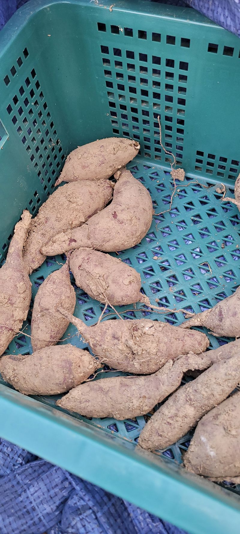 장터 상품 [통채로 고구마종자 1kg] 썸네일