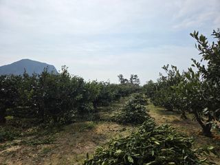 산방자연농원님의 귤 · 영농일지 작성글 사진