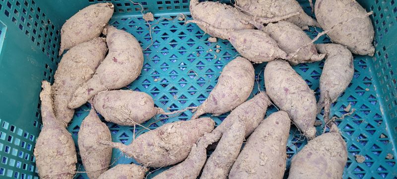 니나노님의 장터 판매 상품 [통채로 고구마종자 1kg] 첨부 사진