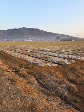 대산농사대장님의 양파 · 자유게시판 작성글 사진