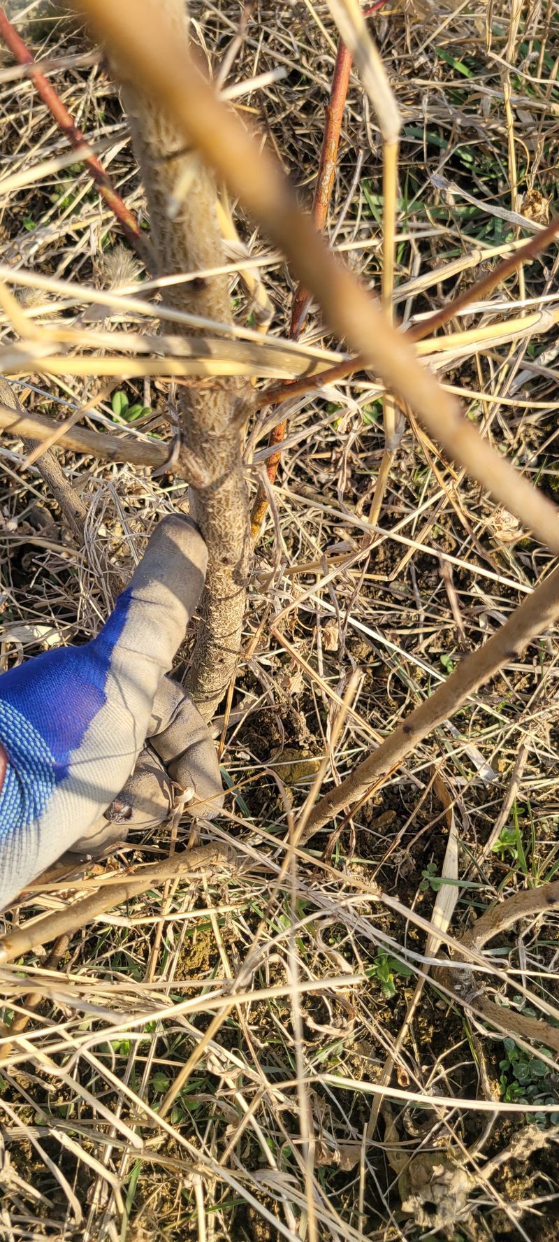 니나노님의 장터 판매 상품 [개복숭아 실생 3년] 첨부 사진