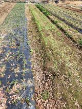 팜모닝 자유주제·자유게시판 게시글 이미지