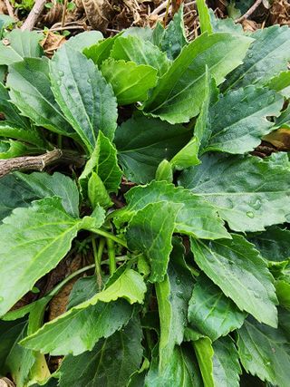 제주부자팜님의 자유주제 · 자유게시판 작성글 사진