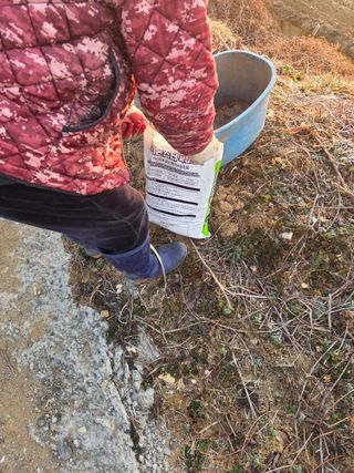 대산농사대장님의 양파 · 자유게시판 작성글 사진