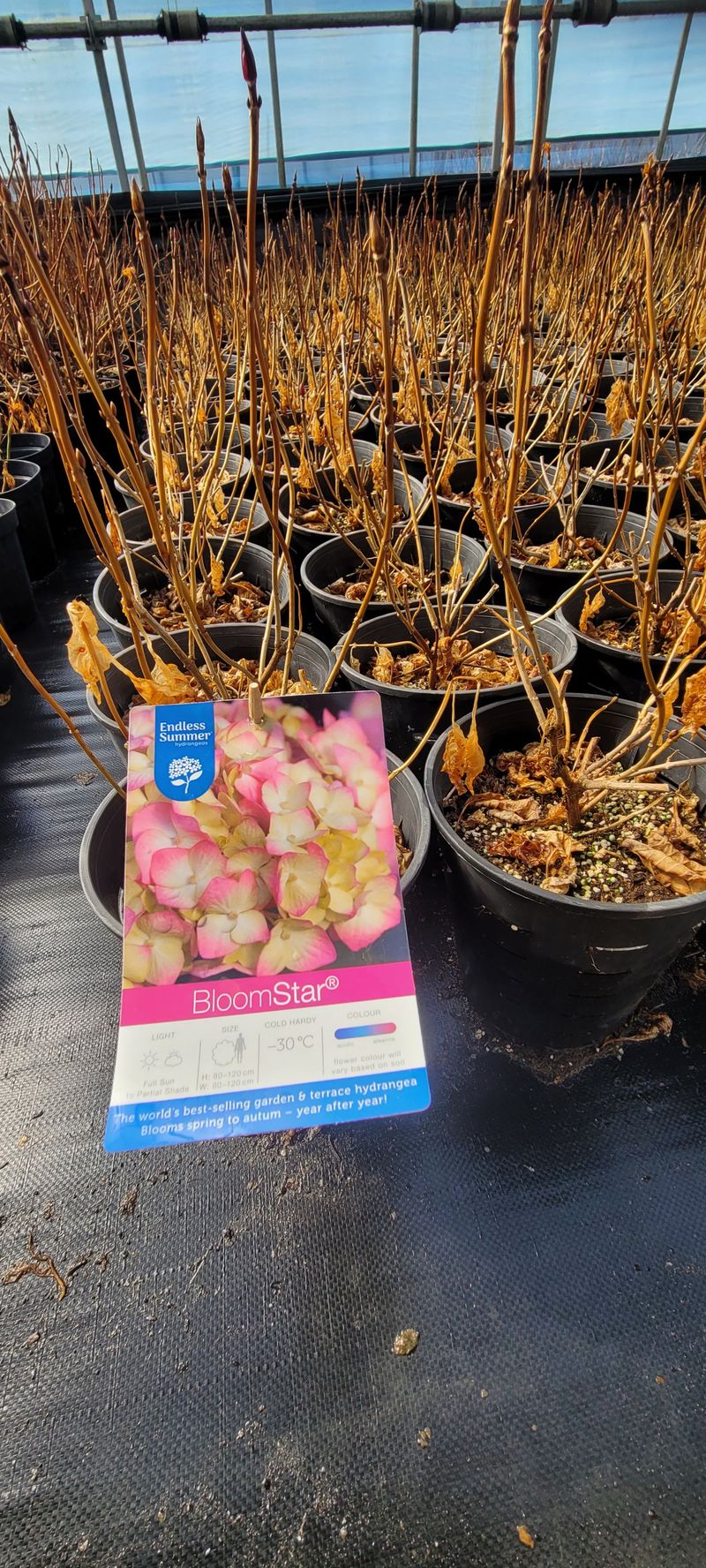 사랑꽃농장님의 장터 판매 상품 [각종 수국 화분(지름21cm) .전국 월동가능] 첨부 사진