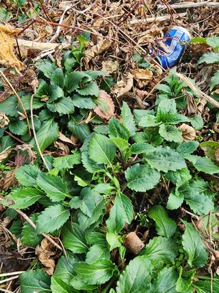 제주부자팜님의 자유주제 · 자유게시판 작성글 사진