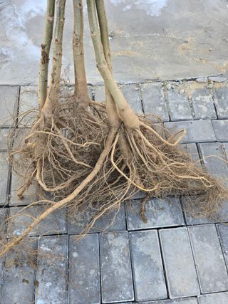 형제들농원님의 자유주제 · 자유게시판 작성글 사진