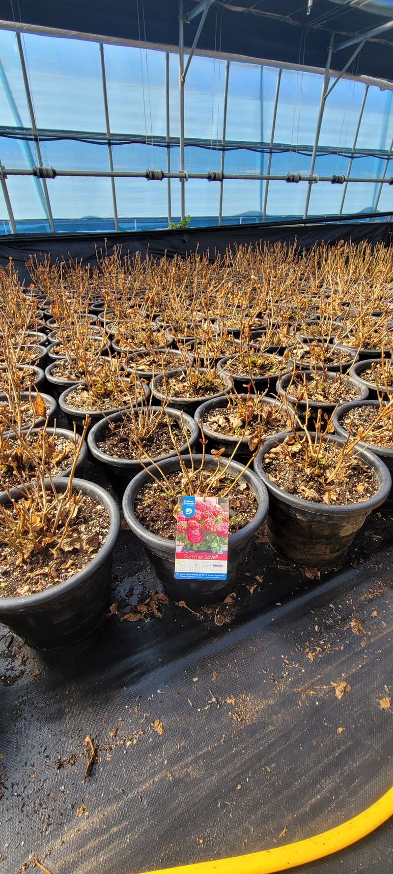 사랑꽃농장님의 장터 판매 상품 [각종 수국 화분(지름21cm) .전국 월동가능] 첨부 사진