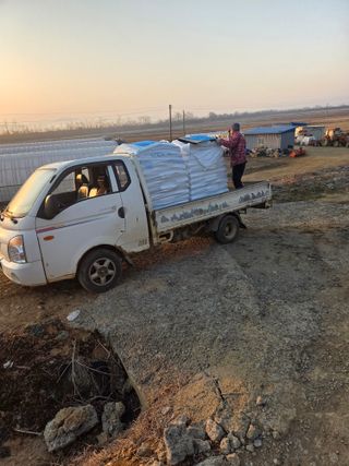 대산농사대장님의 양파·자유게시판 작성글 사진