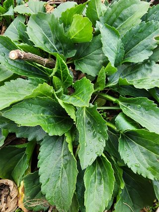 제주부자팜님의 자유주제 · 자유게시판 작성글 사진