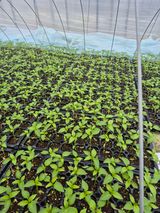 농부의아내님의 농사, 무엇이든 물어보세요!·참여글 작성글 사진