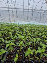 농부의아내님의 농사, 무엇이든 물어보세요!·참여글 작성글 사진